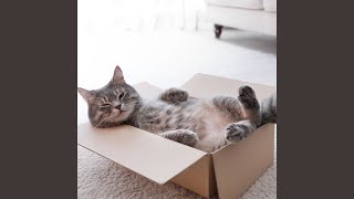 Soft Harmonies Soothe Cat’s Senses