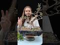 Pruning one of my cool #ficus tigerbark #bonsai trees !