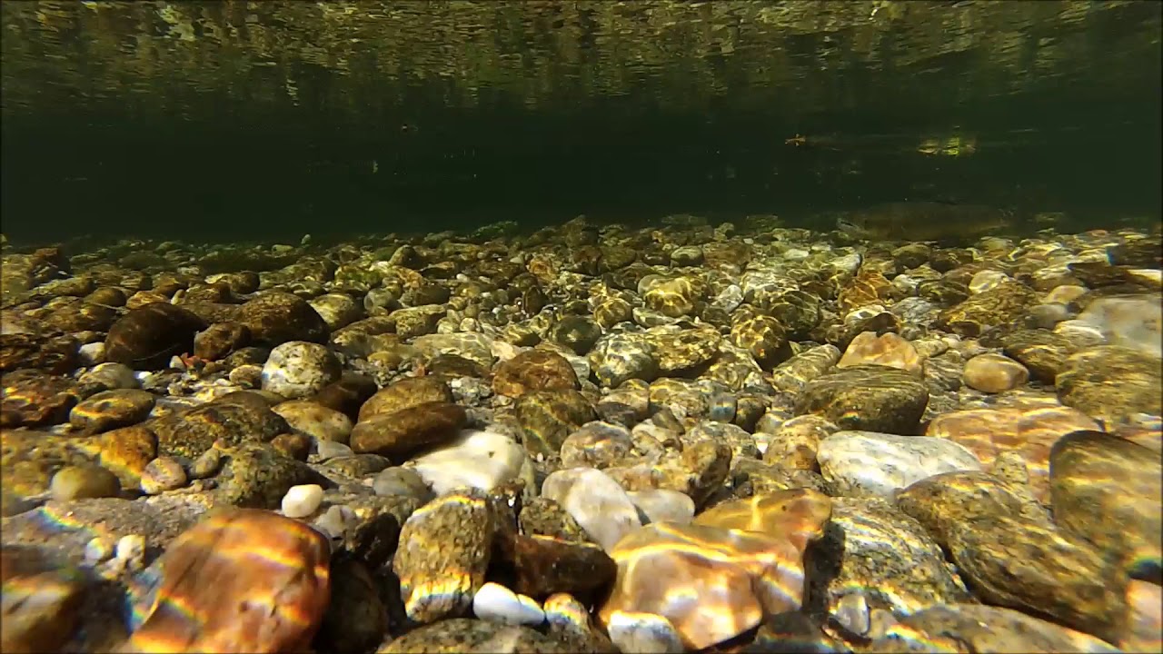 Salmón en el río Mouro, 2017