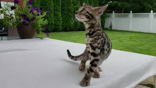 Bengal kitten enjoying a day outdoors.