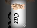 Wild animals sound and name for toddlers,for kids ,#animalnames #avishacreations