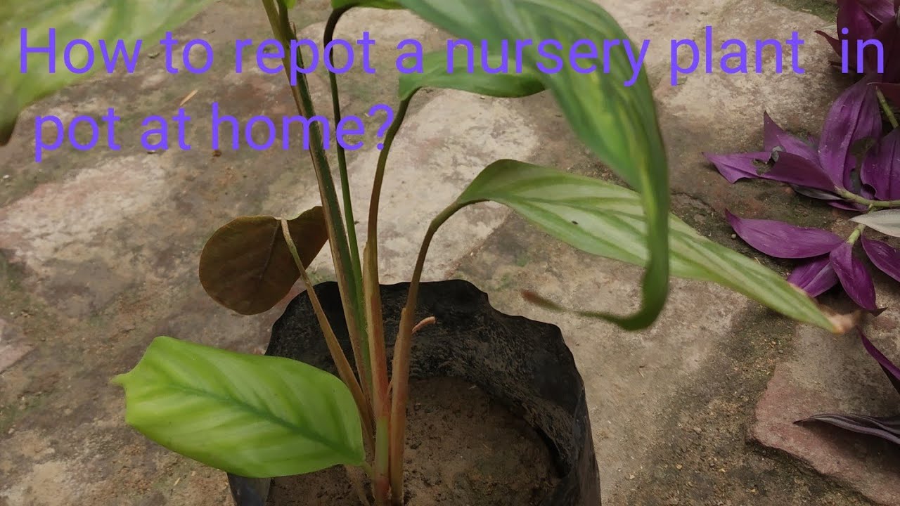 How to repot a nursery plant at home? YouTube
