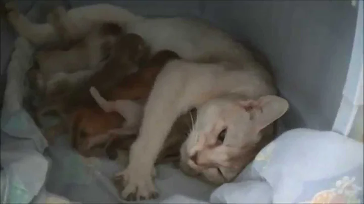 Video 1337691: chaton kitten, somali kitten