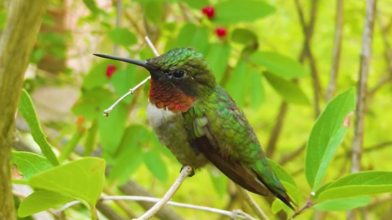 Adventures In Paradise   Hummingbirds