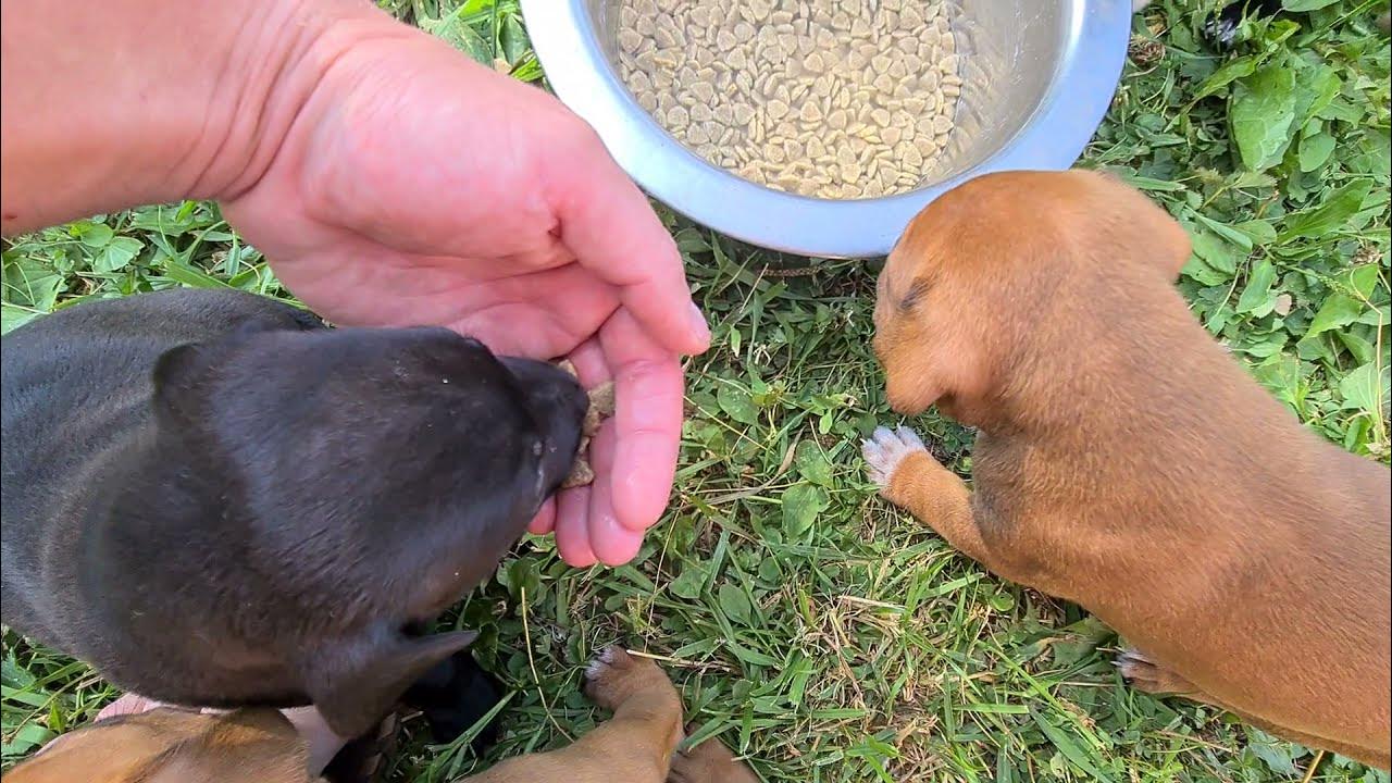 Корм для папильона. Прикорм для щенков с 3 недель французского бульдога. Миска для прикорма щенков. Первый прикорм щенков йорка. Когда начинают прикармливать щенков.