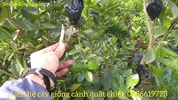 Nhà vườn cung cấp cành quất chiết nhân giống  @sieuphamnhanong lh 0986619728