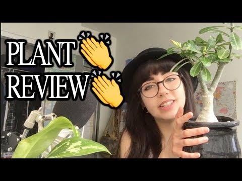 plant-review