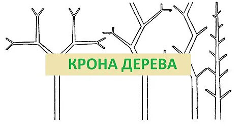 Типы ветвления побегов