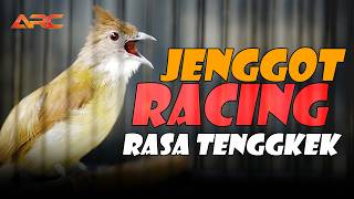 CUCAK JENGGOT RACING RASA TENGKEK SUPER GACOR MEWAH