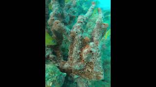 Coral Reef underwater coral reef coralhead coralreef seasponge arrecife nature naturaleza