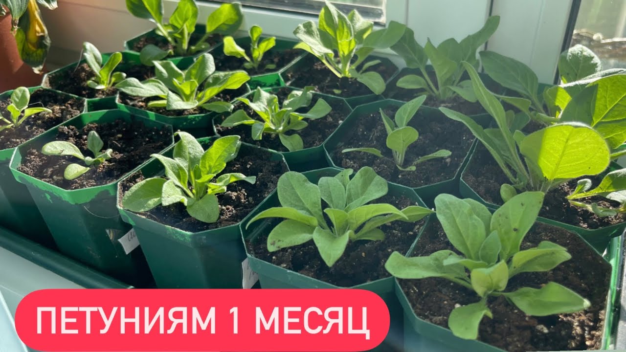 Купить Рассаду Петунии В Самаре На Авито