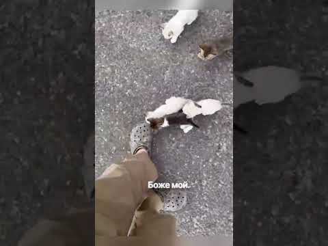 Мужчина решил спасти брошенного котенка, но... 🥰🥲 #fypシ #fypシ゚viral #save #animals #cat #cats