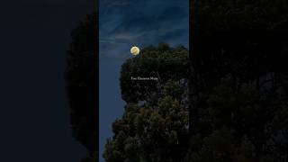 Labon Ko 🤍🕊️ - KK | Aesthetic Lyrics Status| #shorts #love #song #lyrics #aesthetic #shortsfeed