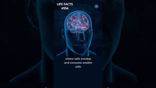 554. Brain Snack Time? Debunking the Myth of Your Brain Eating Itself!