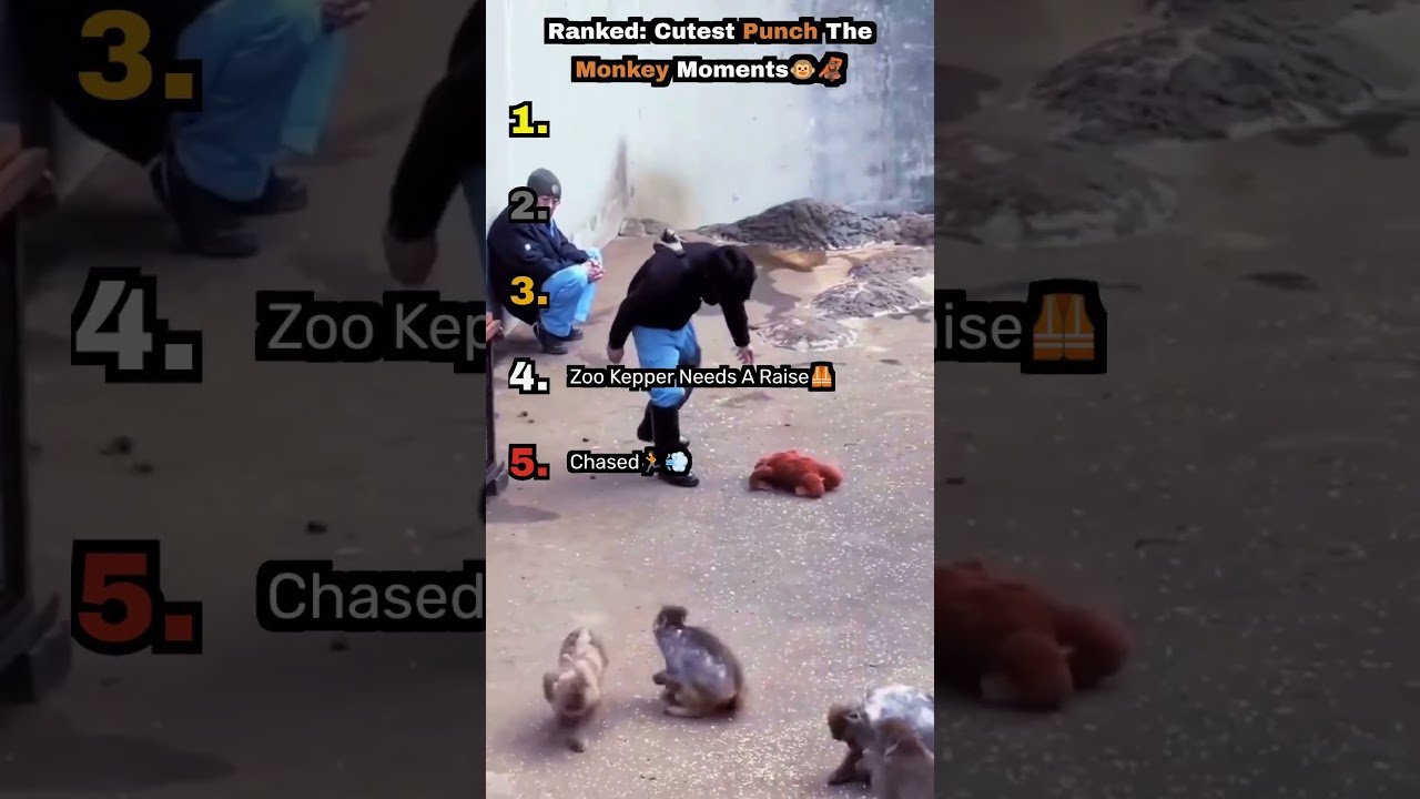 The Saddest And Cutest Clips of Punch the Monkey🐵🦧