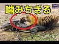 【衝撃映像】①トラの狩り　ワニを捕食！首を攻撃！②危険動物たちの捕食＆狩りハイライト！