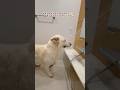 お顔は自分のタイミングで洗う大型犬【ホワイトシェパード】　#shorts