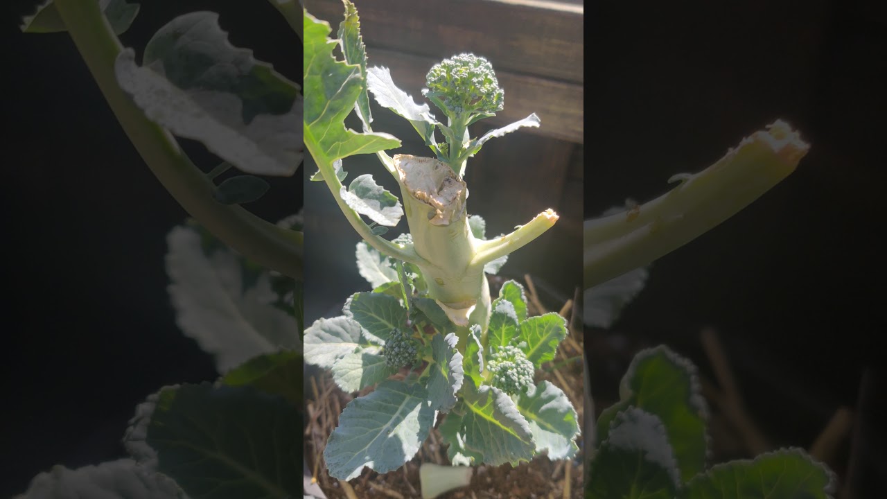 YOU can grow Pinto Beans from Seed! YouTube