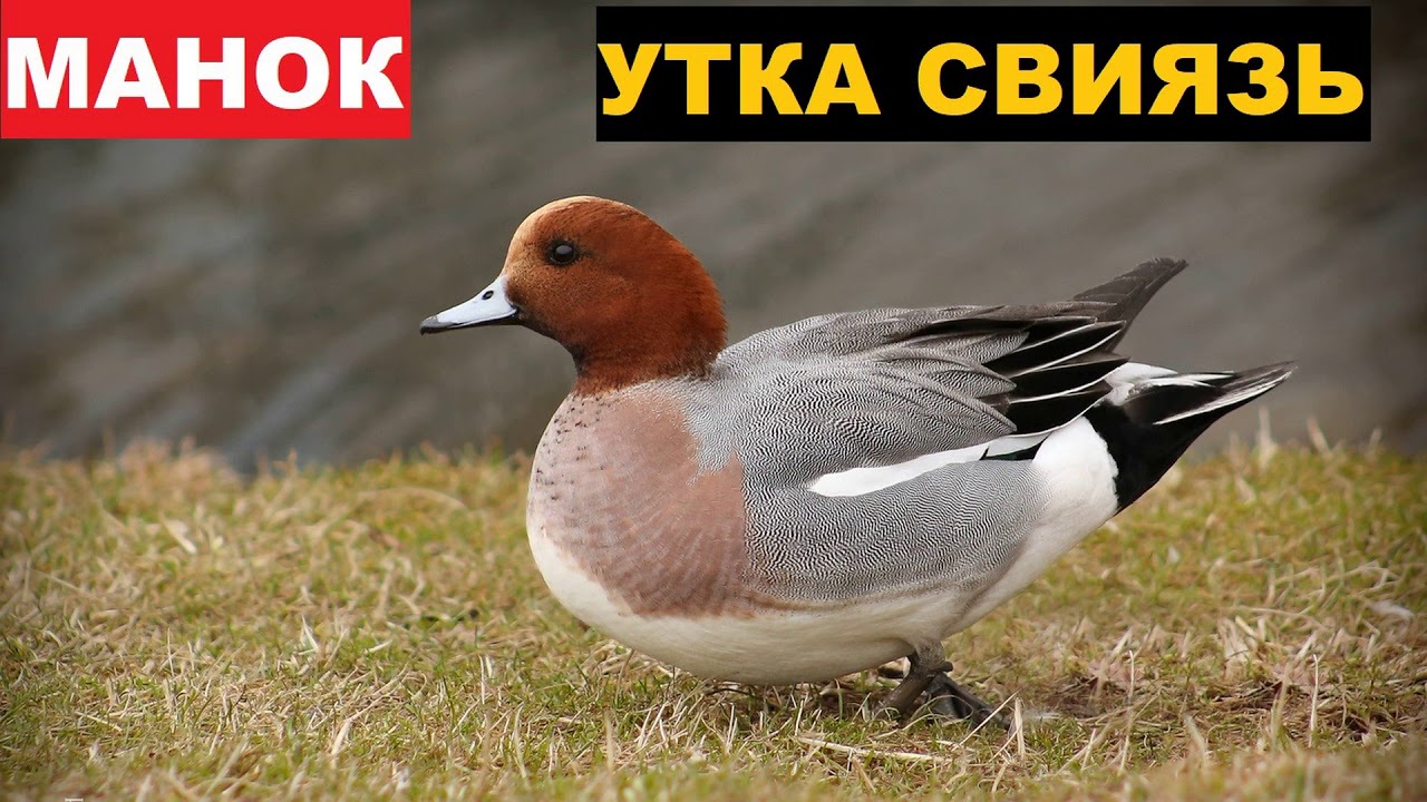 Звук утки слушать