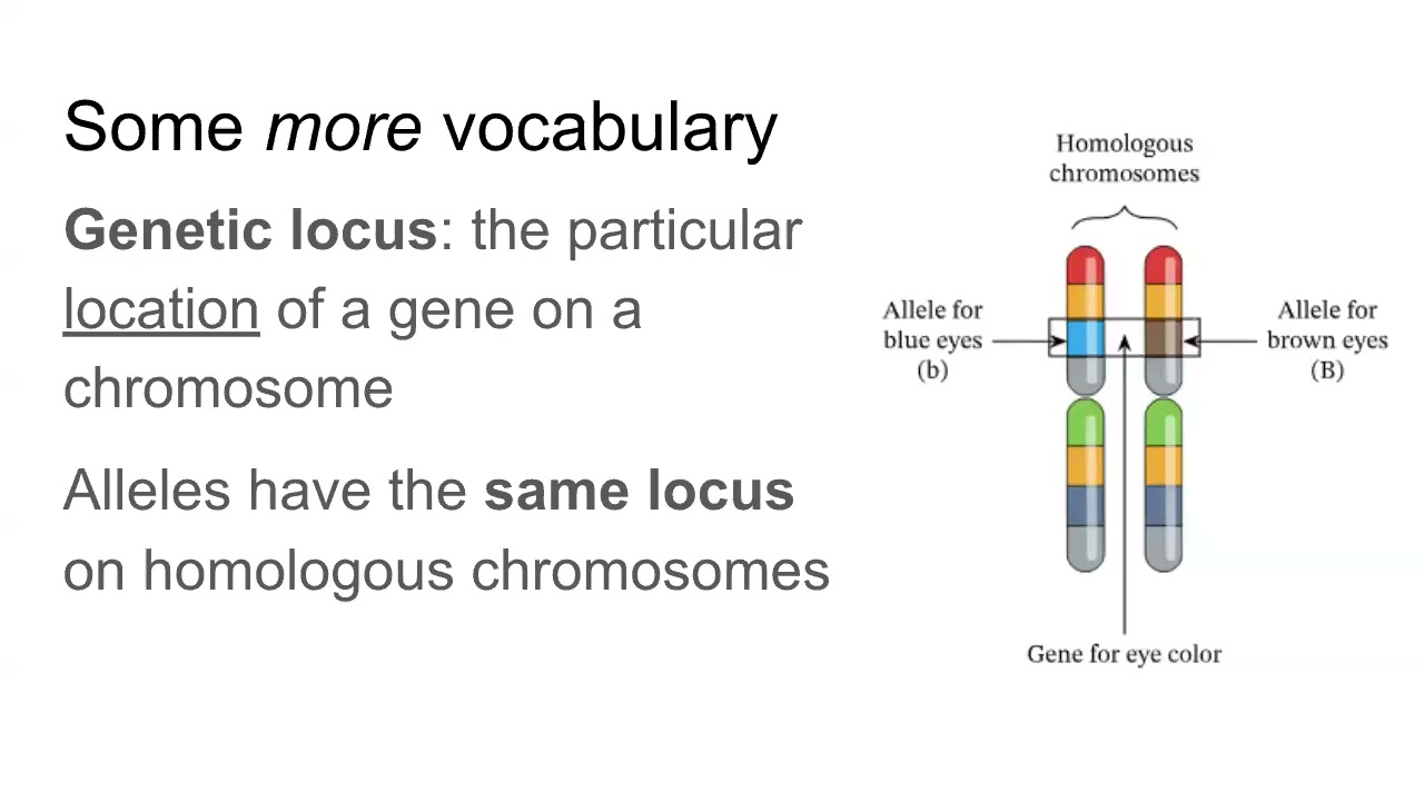 13A - Genetics I