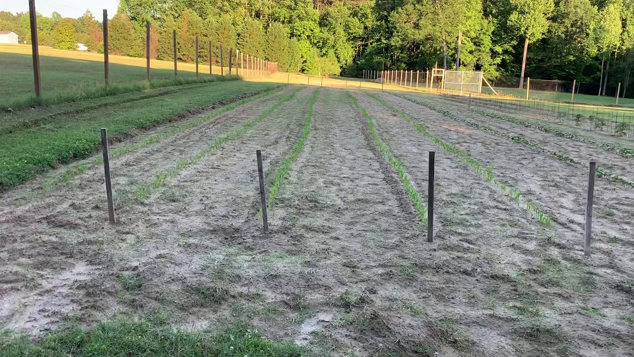 Adkins Farm - Garden Update - June 7 2020
