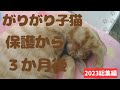 がりがり子猫保護から３か月後～2023年総集編～