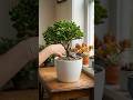 Bushy Jade Plant