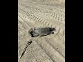 Sea turtle nests on Southern California beach for first time in recorded history