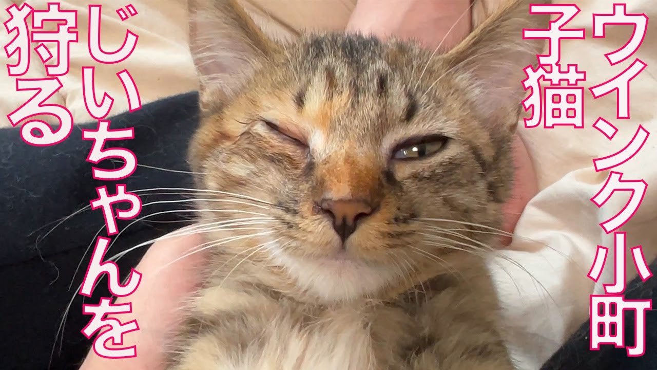 珍獣おじいちゃん、孫娘猫に狩られる The Granpa-cat 'Xiaolin' is