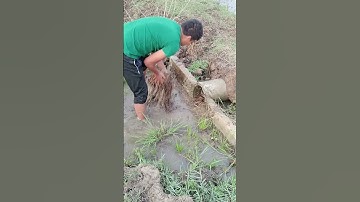 Unclogging Culvert Drain #unclog #culvert #satisfying #shorts