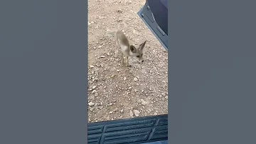لم يخاف من البشر ماشاءلله 