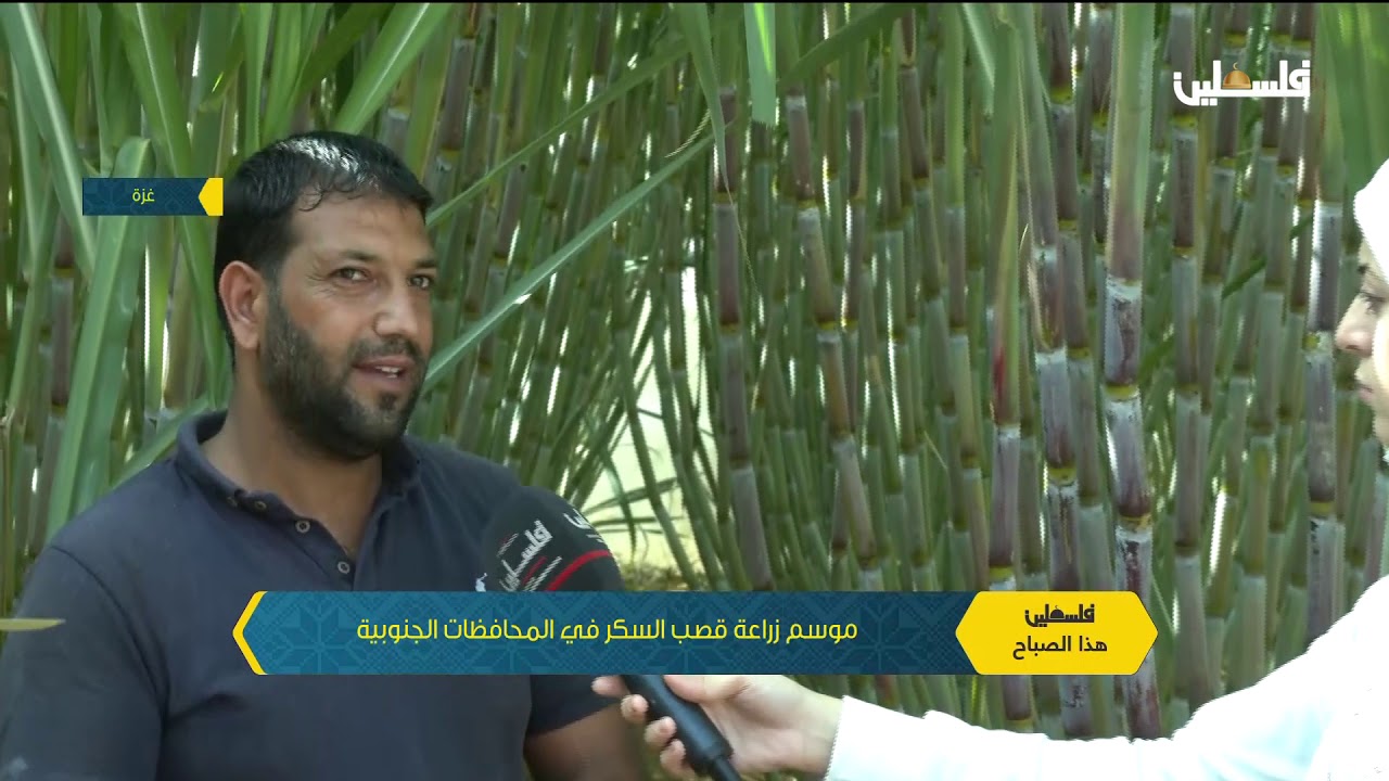 شاهد كيف يزرع قصب السكر - المزارع محمد قديح - غزة