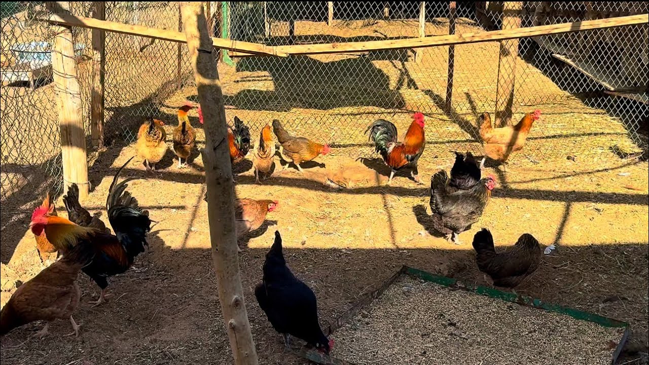 المهتمين بالدجاج والرومي الحضان وتعامل معها 🥚🐣🐣🐣