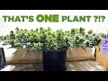 Grow homiesgrowmie stories  giant scrog massive canopy  almost a pound from 1 plant