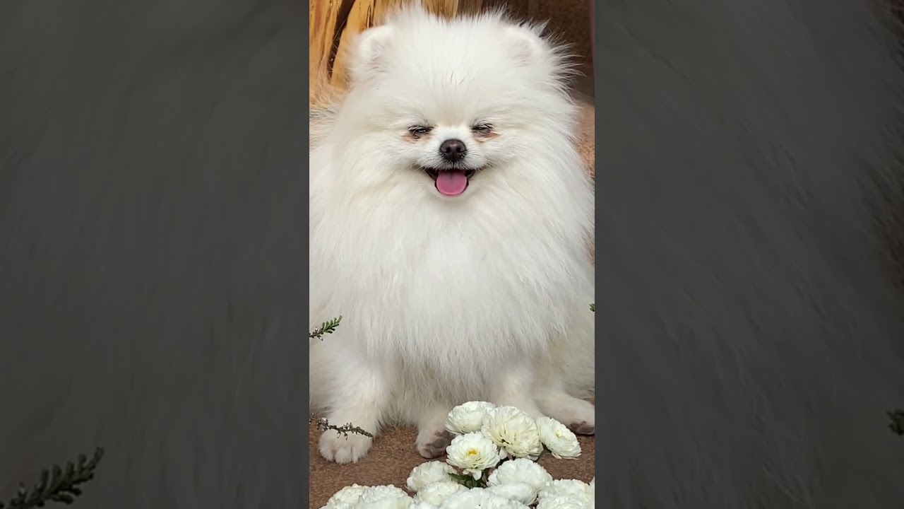 ரோஜா ரோஜா #trending #shortvideo #shortsviral #shorts