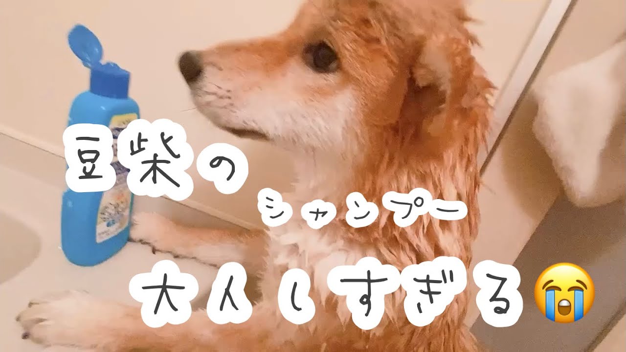7ヶ月の豆柴のシャンプーがお利口すぎる😭😭…！