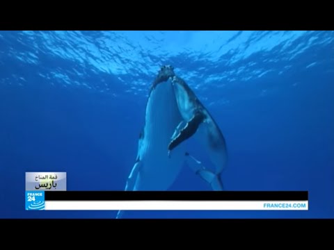 مئات السياح في جزر بولينيزيا الفرنسية لرؤية الحيتان