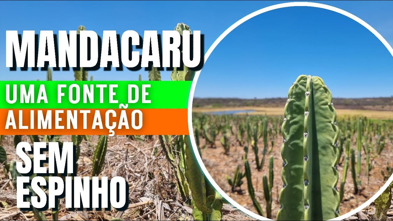 MANDACARU SEM ESPINHO NO SEMIÁRIDO NORDESTINO / UMA ALTERNATIVA NA EXCASSEZ DA SECA!