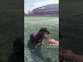 MUST LOVE DOGS! Post-Practice Q&A