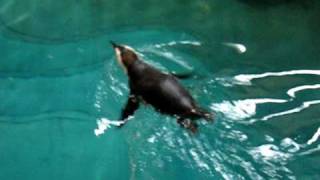 Penguin swims. New England aquarium.AVI