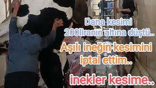 İnekleri Mezbaneye Kesime Ürdüm.. Kesime Devam.. Ortalama Kaç Kg Geldi.?