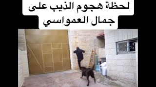 جمال العمواسي - لحضة هجوم الذئب 😲 على جمال العمواسي 🔥