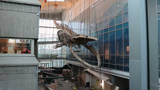 Whale of a Time: Dalhousie Universitys Newest Resident
