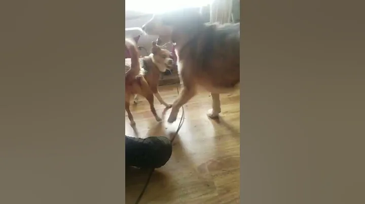 every dog has it's mean side