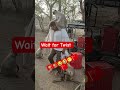 मस्ती Time #viral #monkey #2मुखी #animals #funny
