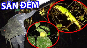 VÀO RỪNG ĐỊNH CƯ | T7 - Sống Trong Rừng, Cuộc Sống Hoang dã, Trải Nghiệm Trong Rừng