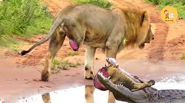 Cuộc chiến KHỐC LIỆT giữa cá sấu và sư tử trong thế giới hoang dã khiến con người rùng mình