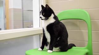 Jazzy adopted!