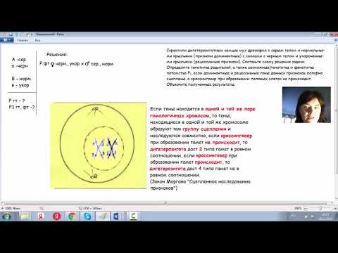 Решение задач по генетике. Закон Моргана "Сцепленное наследование признаков"