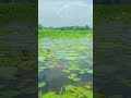 পুকুরে পদ্ম ফুল #shorts #nature